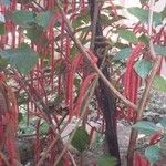 Acalypha hispida Blomst