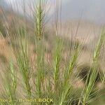 Taeniatherum caput-medusae Libunga