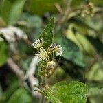 Croton anomalus Flor