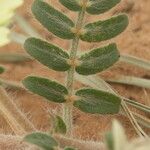 Tribulus pentandrus Blad