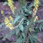 Corydalis cheilanthifolia Flor