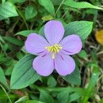 Heterotis decumbens Blüte
