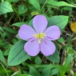 Heterotis decumbens Fleur