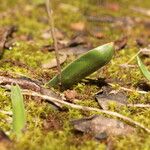 Prospero obtusifolium Other