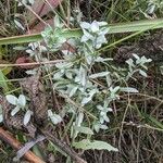 Symphyotrichum sericeum Blad