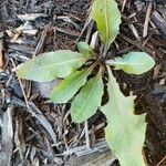 Hypochaeris glabra Blad