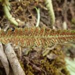 Grammitis villosissima Лист