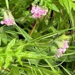 Silene bellidifolia Flor