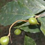 Rinorea hummelii Fruit