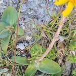 Arnica montana Habit