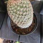 Mammillaria matudae Ліст