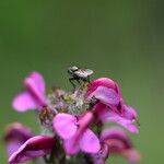 Pedicularis mixta Flower