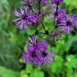 Vernonia noveboracensis Flower