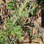 Lomelosia stellata Likasa