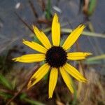 Rudbeckia fulgida 花