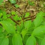 Lathyrus vernus Fruchs