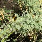 Descurainia millefolia Liść