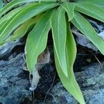 Echium hierrense Leaf