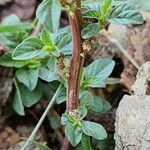 Amaranthus graecizans 樹皮