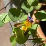 Fuchsia procumbens Õis