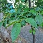Prunus virginiana Blatt
