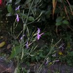 Dicliptera paniculata Yeri