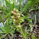 Dactylorhiza viridis Žiedas