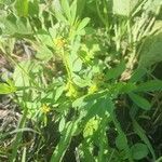 Crotalaria pycnostachya Blad