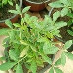 Cleome dodecandra List