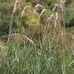 Arundo plinii Habitat