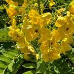 Cassia leptophylla 花