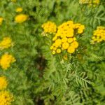 Tanacetum vulgareFlor