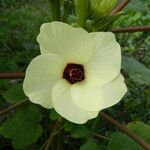 Abelmoschus esculentus Flower