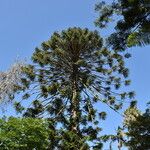 Araucaria bidwilliiLeaf