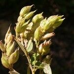 Lespedeza hirta Fruit