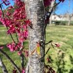 Prunus campanulata Bark