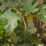 Fremontodendron mexicanum Liść