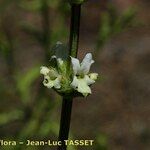 Sideritis arborescens Flor