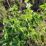 Hibiscus flavifolius Blatt