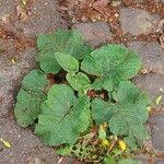 Arctium nemorosum पत्ता