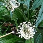 Plantago argentea Fula
