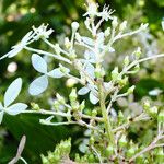 Hydrangea paniculata 花