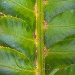 Polystichum lonchitis Други