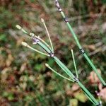 Equisetum × moorei Ďalší