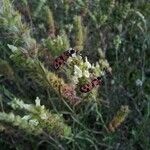 Sideritis hyssopifolia Flower