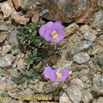 Viola crassiuscula Habit