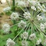 Angelica sylvestrisFlower