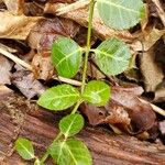 Euonymus fortunei ᱥᱟᱠᱟᱢ