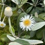 Pachystegia insignis Blüte