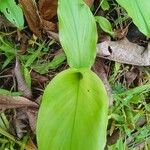 Curcuma longa Blad